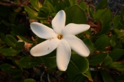 <strong>Gardenia taitensis - Ramon, Laurence - 32</strong><br />© Gâteblé Gildas